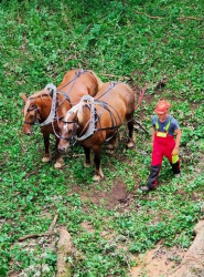 ECURIE-BOIS-DE-MONT-SERVICES-12-q3fmh3zkj2wjiat8e5ut8ilaxxtbpejdln6anarvuo