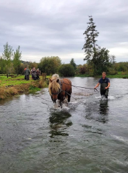 ECURIE-BOIS-DE-MONT-SERVICES-14-q3fmgvj0tkkylt5irk7642q5lgz0s4lskhaxbt4feo