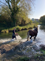ECURIE-BOIS-DE-MONT-SERVICES-16-q3fmgpvzokd8o5dpohrep45e15qthxzejpe0g5csg0