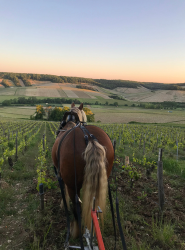 ECURIE-BOIS-DE-MONT-SERVICES-7-q3fm78okrpe5lp5c0w9u2092eagkvtcu8skr8pep6o