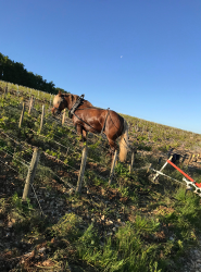 ECURIE-BOIS-DE-MONT-SERVICES-9-q3fm731jmp6fo1dixtu2n1oatz8dlmqg80nud1n280