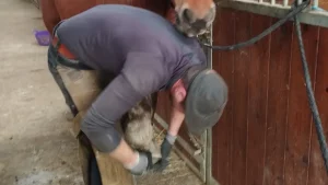 ECURIE-BOIS-DE-MONT-GALLERIE-4