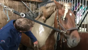 ECURIE-BOIS-DE-MONT-GALLERIE-5